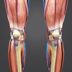 Lower Limbs with Circulatory system and Nerves Anterior view