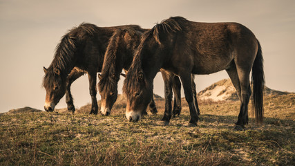 Fototapeta na wymiar Wild Horses in the dunes of Bergen aan Zee at the coast of the Dutch Northern Sea