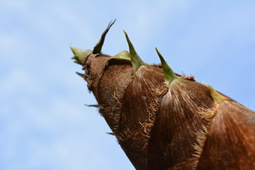 大きなタケノコ、青空