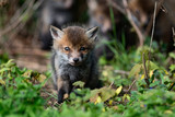 European Red Fox