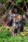 European Red Fox