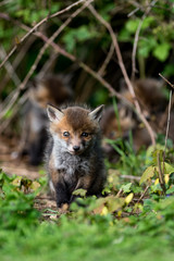 European Red Fox