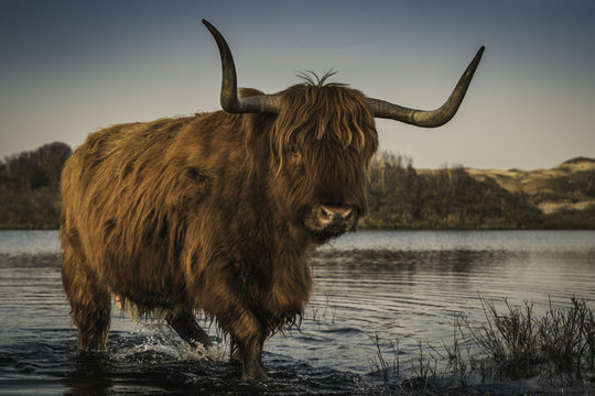 Highland Cattle in the dunes of Bergen aan Zee at the coast of the Dutch Northern Sea