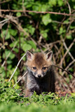 European Red Fox