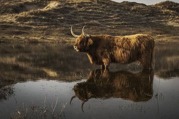 Highland Cattle in the dunes of Bergen aan Zee at the coast of the Dutch Northern Sea