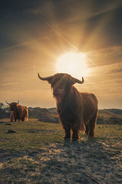 Highland Cattle in the dunes of Bergen aan Zee at the coast of the Dutch Northern Sea
