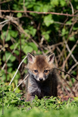 European Red Fox