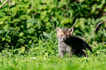 European Red Fox