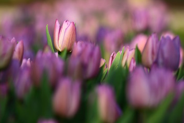 fiori di tulipano, (Tulipa)