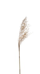 Dry common bulrush, isolated on white background with clipping path © dule964