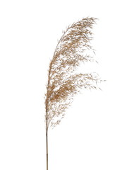 Dry common bulrush, isolated on white background with clipping path © dule964