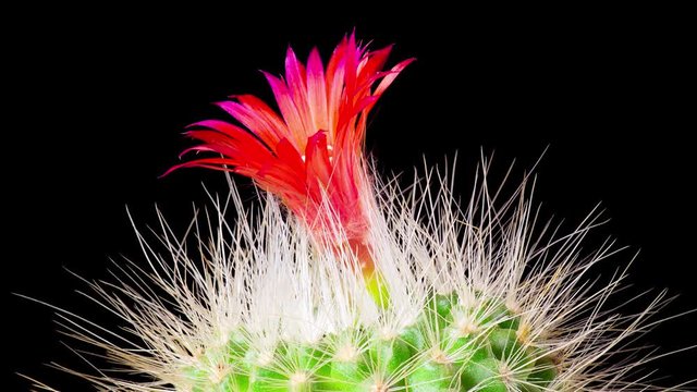 Time-Lapse of beautiful cactus or cacti flowers which are in their colorful blooming on black background. Timelapse opening red Parodia penicillata.