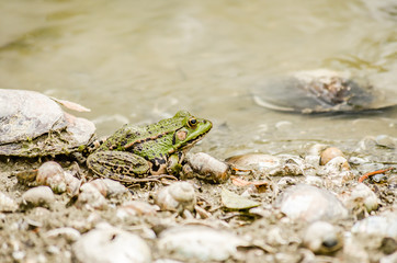 Edible frog on the bank of the river 