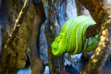 The green tree python (Morelia viridis) is a species of python native to New Guinea, islands in Indonesia, and Cape York Peninsula in Australia