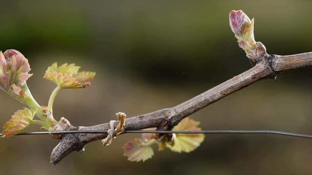 Vineyard, New growth budding out from grapevine