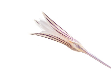 crocus isolated
