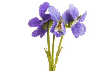 forest violet isolated