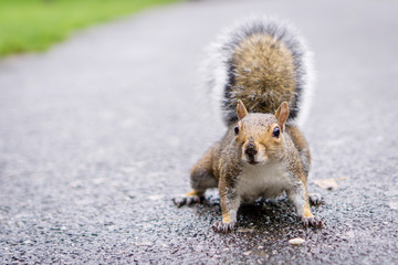 Shot of a curious squirrel starring at the camera/at you. Shot on the asphalt of a walking path of a London park.