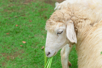 Naklejka na ściany i meble sheep eating grass leaves in sheep farm