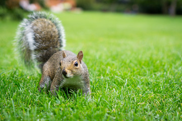 Curious squirrel starring at you/ at the camera. Shot on the grass of a London park.