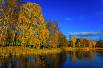 Fall landscape with bright yellow trees reflecting in a blue lake outside Stockholm