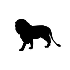 Wild cat illustration