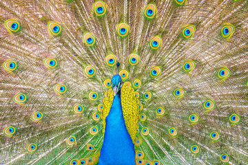 Obraz premium Close up of a peacock and of its colourful feathers.