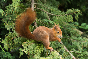 British Wildlife