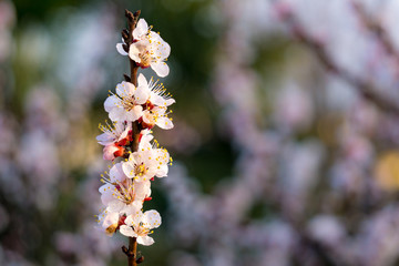 Close up of the flowers of an apricot tree at sunset. Very similar to cherry (sakura) flowers. Still fresh flowers. Spring time. In the background more flowers.