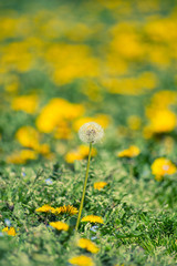 Dandelion flowers