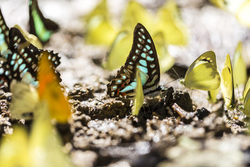 Colorful yellow, turquoise, and orange colored tropical butterfly gathered on ground. 