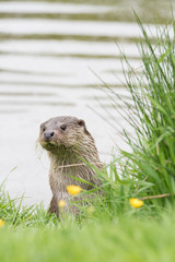British Wildlife