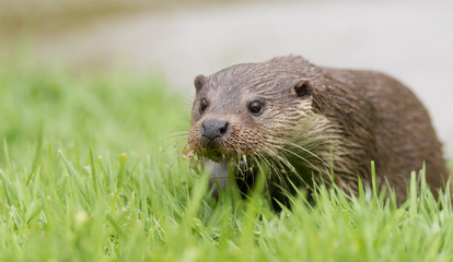 British Wildlife
