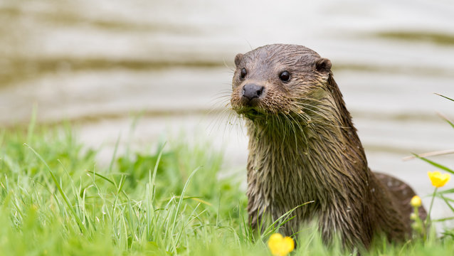 river otter wallpaper