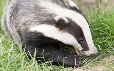 British Wildlife
