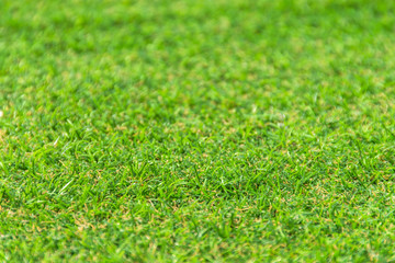 Green grass field with blur park background,spring and summer concept.