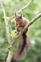 British Wildlife