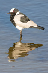 Kiewiet in Water