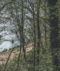 Green forest