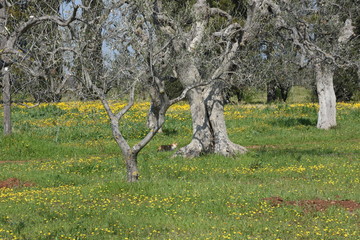 Spring blooms. Olive trees among wild flowers