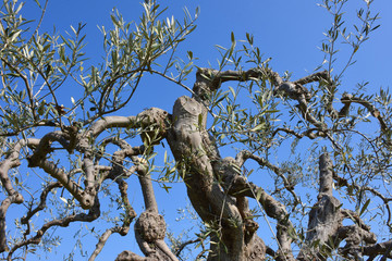 Fototapeta na wymiar Spring blooms. Olive trees 