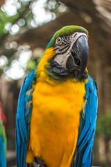 Big parrot sitting on the branch.