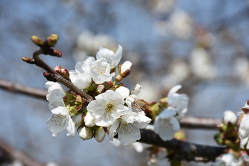 Spring blooms. Cherry tree in bloom. Closeup.