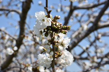 Spring blooms. Cherry tree in bloom. Closeup.