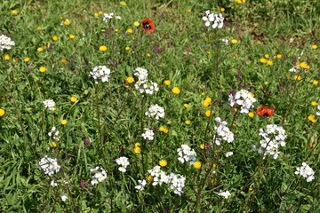 Spring blooms. Wild flowers in the countryside lands.