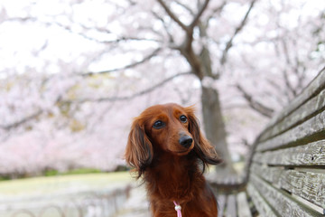 桜を楽しむダックスフンド