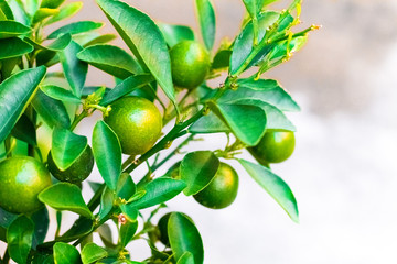Cumquat, kumquat , orange with leaf isolated on background close up