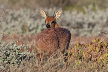 Small Buck at Rietvlei