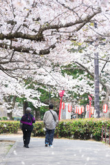 elderly couple walking in public park with cherry blossom season in 'Hanami' or Sakura festival