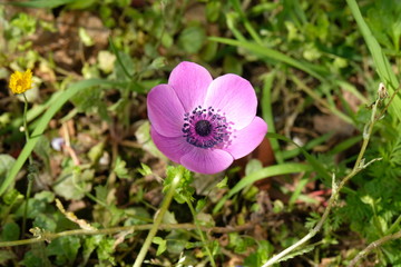 fiore